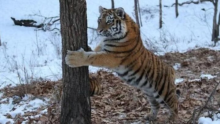 Лазовский заповедник Амурский тигр. Уссурийская Тайга Амурский тигр. Приморского края животные тигр. Сафари парк Владивосток. Лесная охрана приморский край