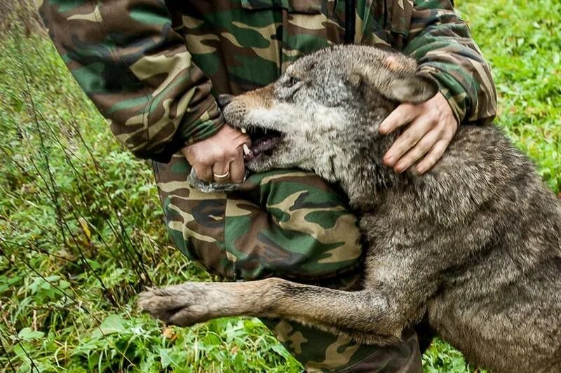 Встреча с диким зверем. Встреча с волком. Встреча с волком в лесу. Встреча волка и человека в лесу. Лесник и волки.