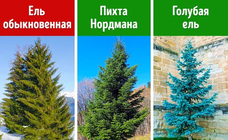 Как отличить пихту