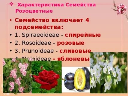 Записать семейство розоцветные