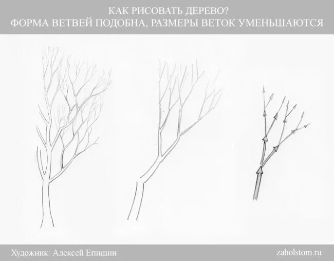 Деревья рисунок карандашом поэтапно. Учимся рисовать дерево с ветками. как рисовать ветви деревьев. светотень в рисунке дерево. нарисовать ветку дерева поэтапно.