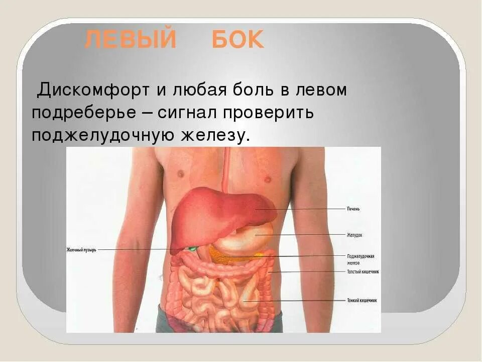 Болит левая сторона под ребрами спереди. Болт в девлм подоеберье. Боль в левом боку. Боль в левом подреберье.