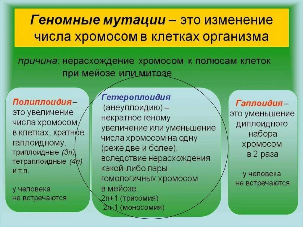 Геномные мутации. Мутации связанные с изменением числа хромосом. Типы геномных мутаций. Хромосомные мутации это изменение числа хромосом.