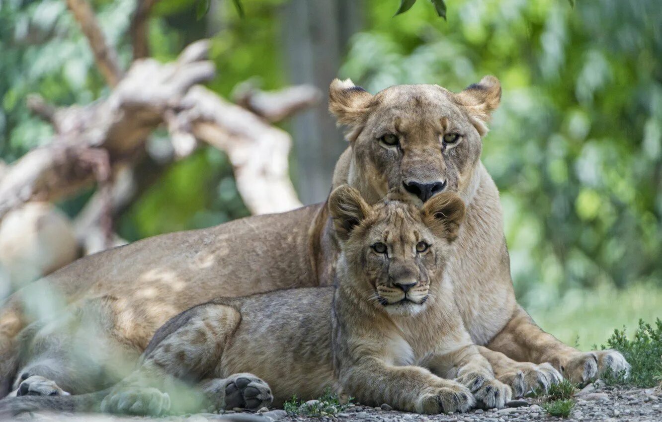 лев львица и львенок. лев львица и львенок. львица фото.