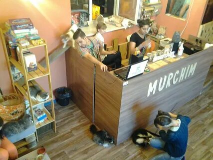 Котокафе новосибирск