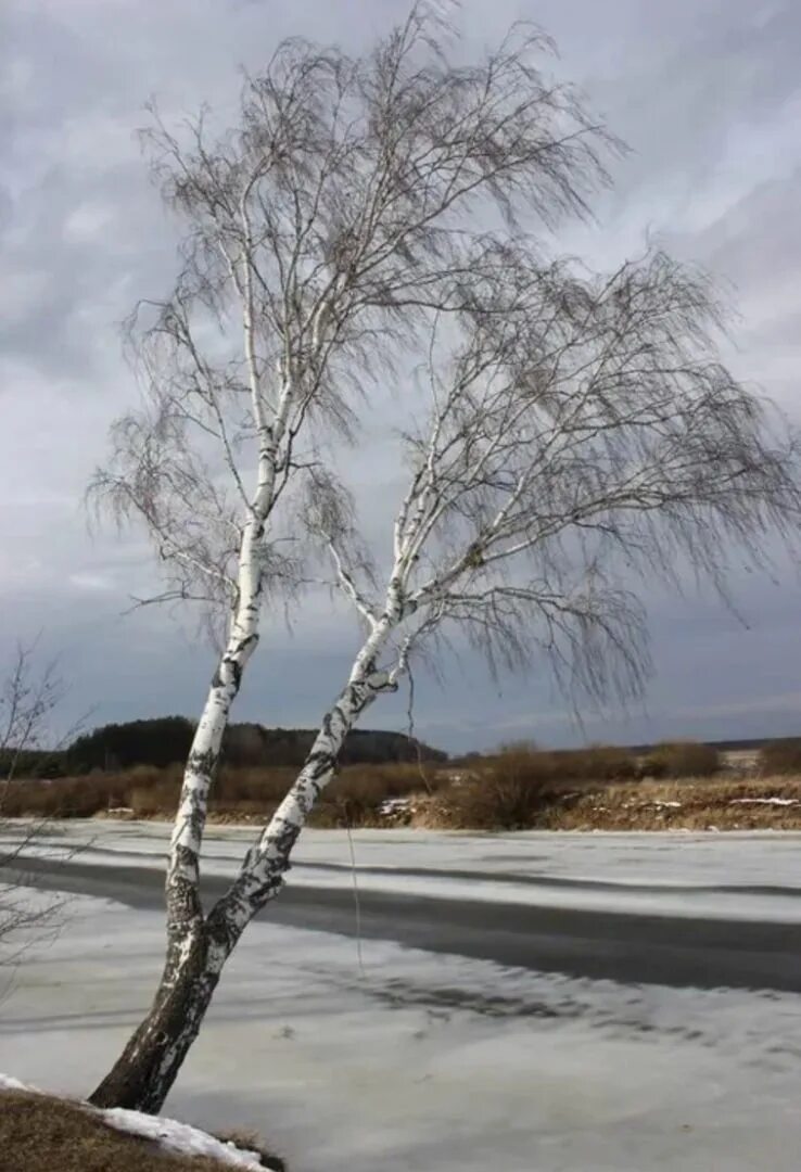 Береза весной. Береза на ветру.