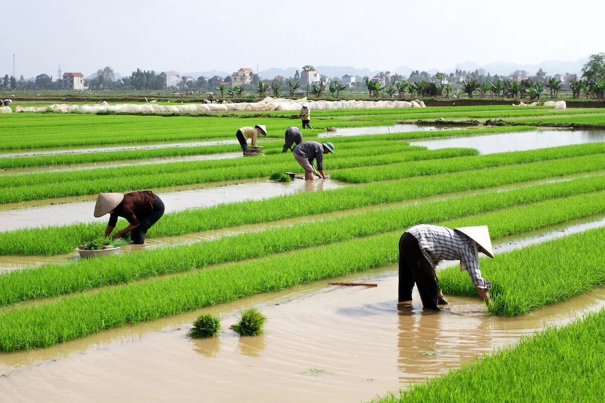 Покажи видео как выращивают. Рисоводство в Китае. Рисовые плантации в Индии. Сбор риса в Китае. Рисовые поля в Китае.