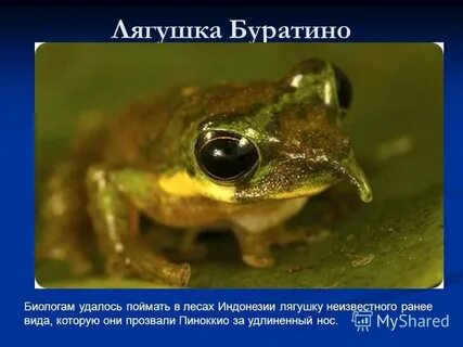 Лягушата буратино