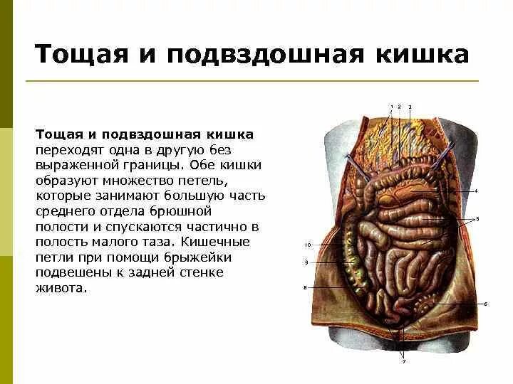 Правая подвздошная кишка. Тощая и подвздошная кишка строение. Тощая и подвздошная кишка анатомия. Подвздошная кишка анатомия строение. Строение стенки подвздошной кишки.