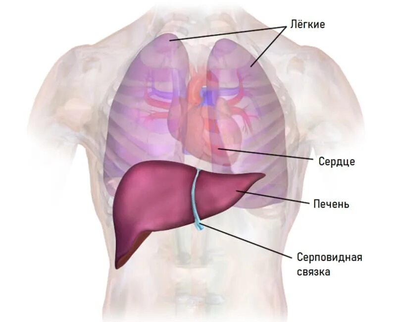 Печень на теле человека. Где находится печень. Анатомическое расположение печени.