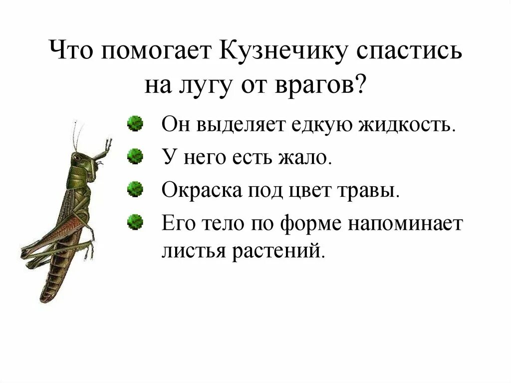 Что не помогает зайцу спасаться от врагов. Враги кузнечиков. как кузнечик защищается от врагов. защита кузнечиков. кузнечик описание для детей.