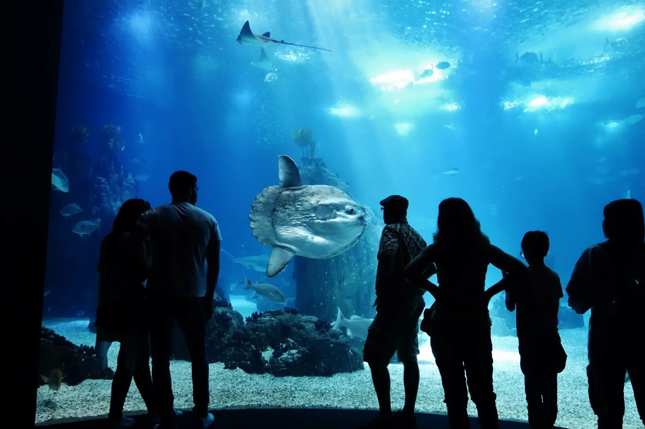 Aquarium перевод. Океанариум в Португалии Лиссабон. Океанариум ВДНХ. Московский аквариум океанариум. ТРЦ Рио океанариум.