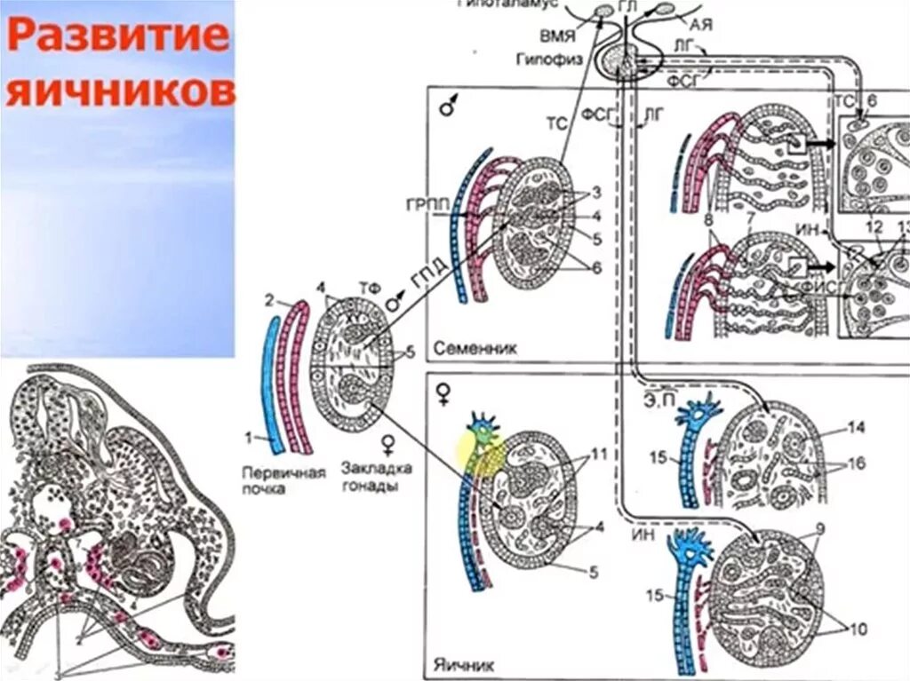 Развитие органов женской половой системы. Эмбриональные источники развития яичников. Развитие яичника. Эмбриогенез яичника. Формирование яичников в эмбриогенезе.