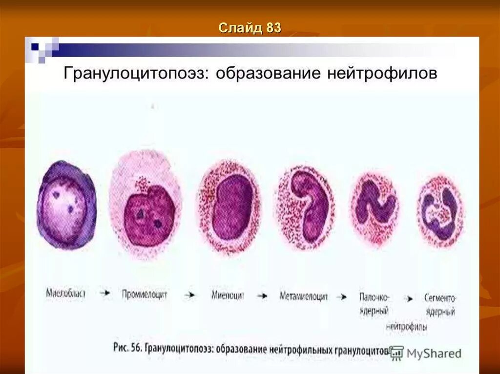 Этапы созревания нейтрофилов. Фазы созревания нейтрофилов. Стадии созревания нейтрофилов. Нейтрофилы юные палочкоядерные сегментоядерные. Стадии созревания нейтрофилов.