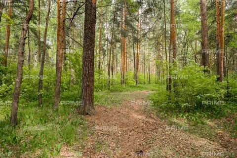 Как получить участок леса