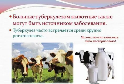 Животные больные туберкулезом