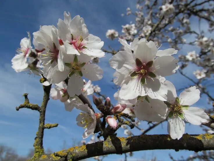 Almond blossom. Кипр цветет миндаль. Уральская Сакура миндаль. Яблони в цвету. Яблоня Подснежник.