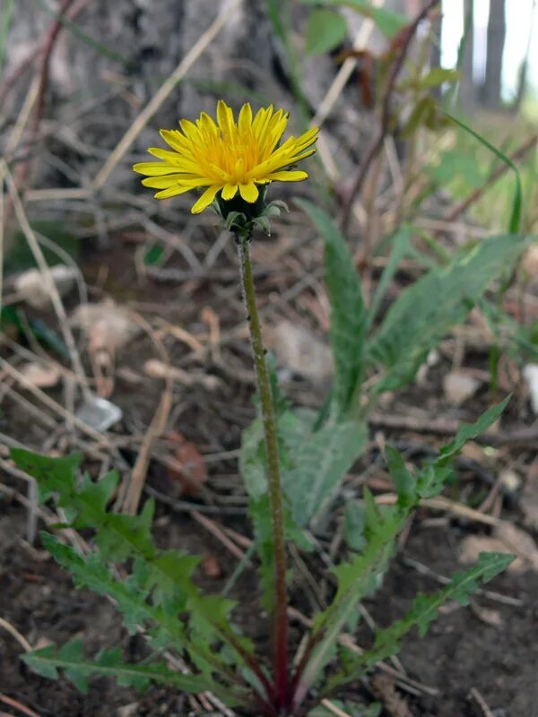 Kadenia dubia - Image of an specimen - Plantarium