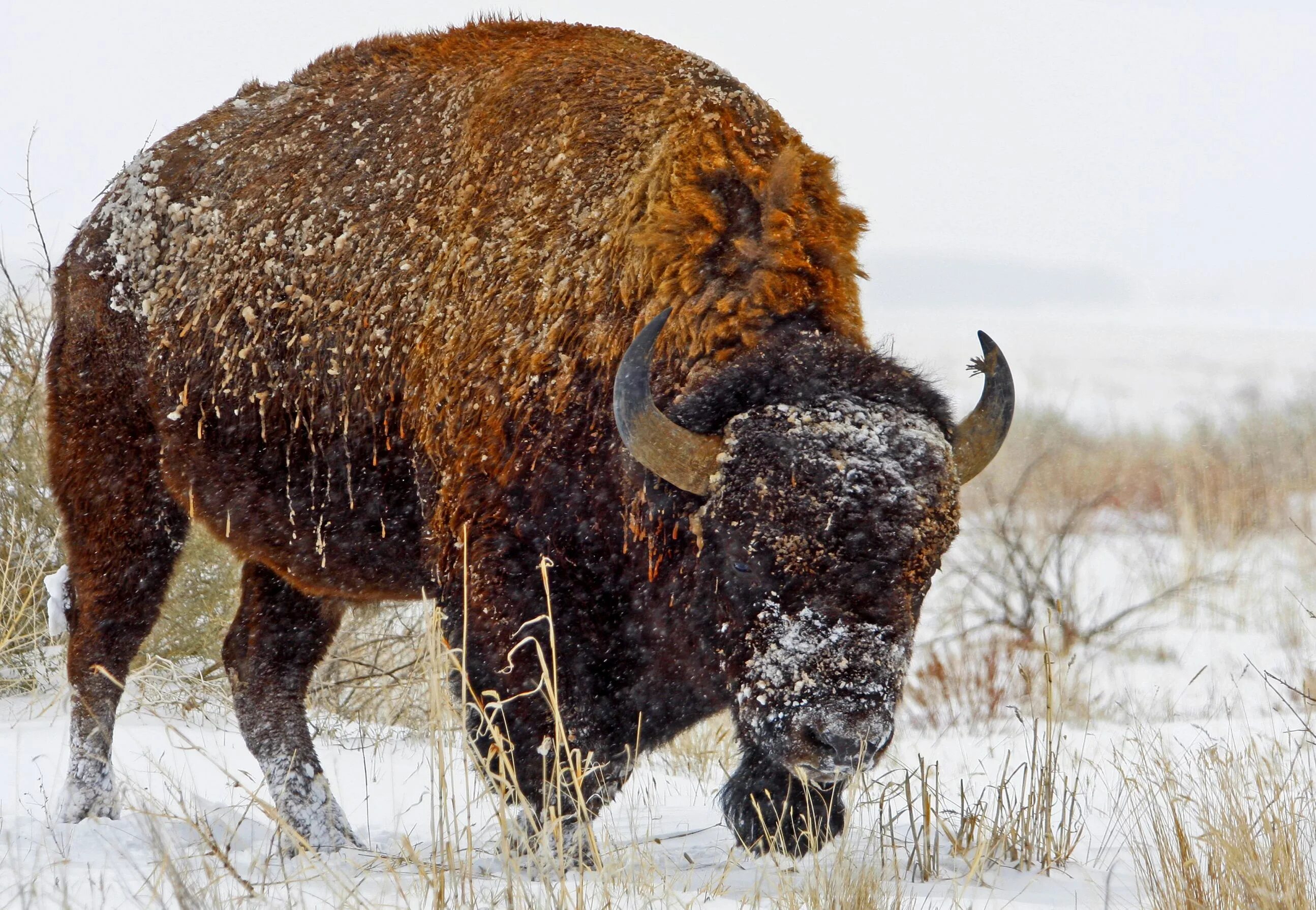 Американский Бизон. Бизон самка. Американский ЗУБР. Бизон фото. Бизон 320