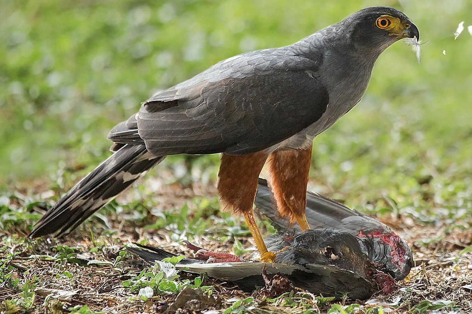 Включи bird. Хищные птицы. Плотоядные птицы. Дневные птицы. Соколообразные птицы.