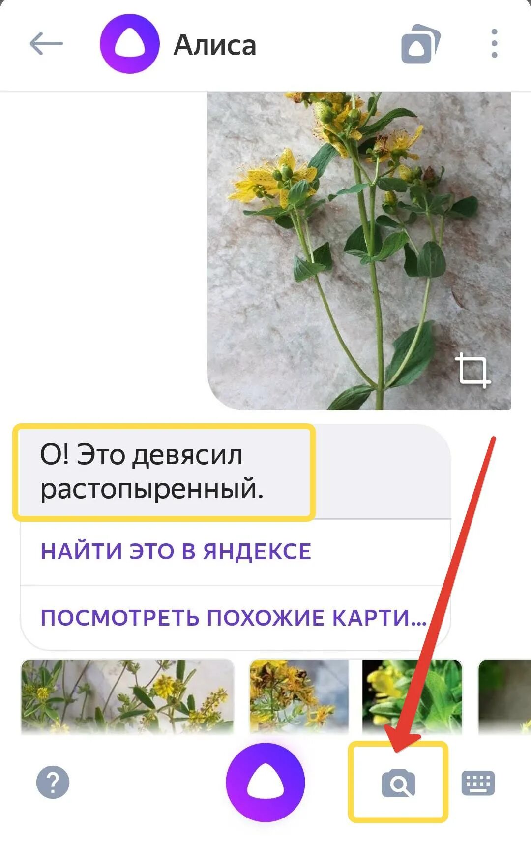 Определить цветок по фотографии с телефона. Алиса определи растение. Распознать цветок. Определить цветок.