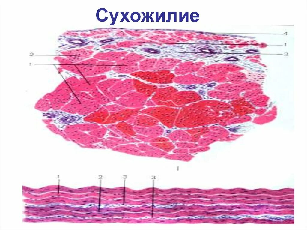 Плотная оформленная ткань. Коллагеновая соединительная ткань сухожилия. Плотная оформленная соединительная ткань сухожилия теленка. Плотная оформленная соединительная ткань поперечный срез сухожилия. Плотная оформленная соединительная ткань продольный срез сухожилия.