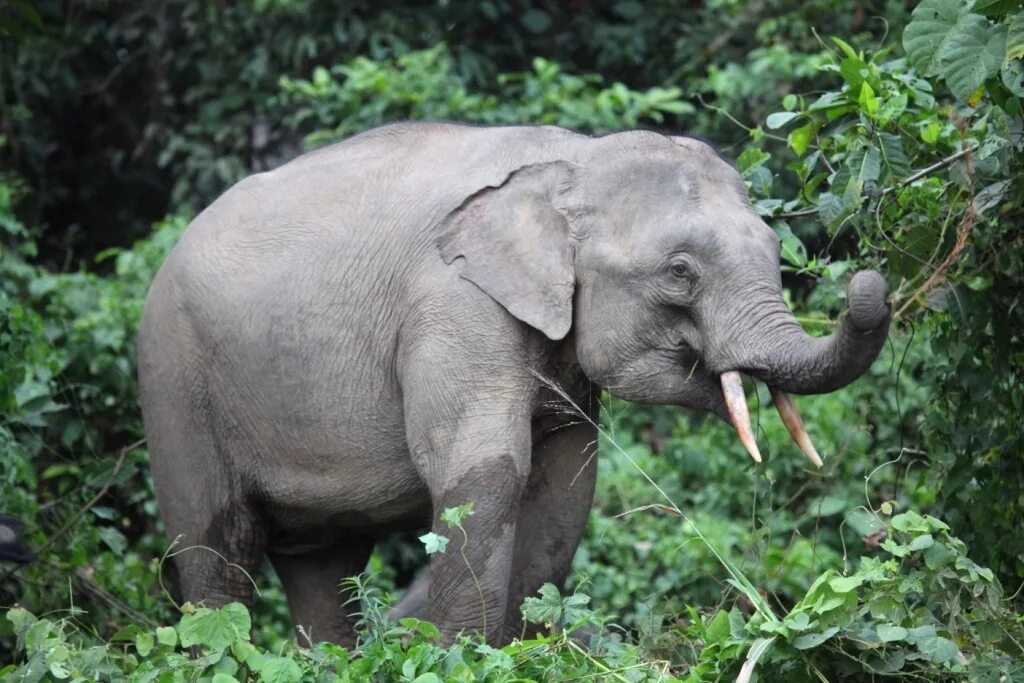 Живой слон цена. Борнейский карликовый слон. Слон Борнео. Азиатский слон Борнео. Карликовые слоны Борнео.