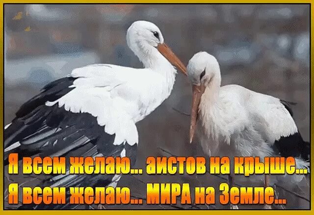 Аист на крыше мир на земле. Аисты на крыше. Аист на крыше мир на земле открытка. Люди потише Аист на крыше. Аист на крыше мир на земле слушать