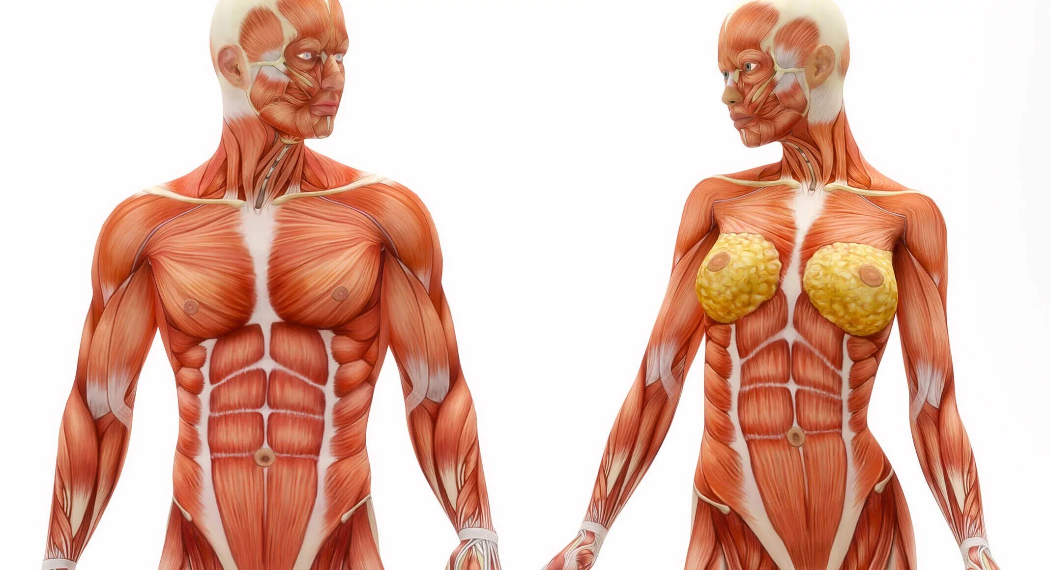 Уважая тело. Человеческие мышцы. Мышцы тела человека. Женская анатомия мышц. Анатомия мышц мужчины и женщины.