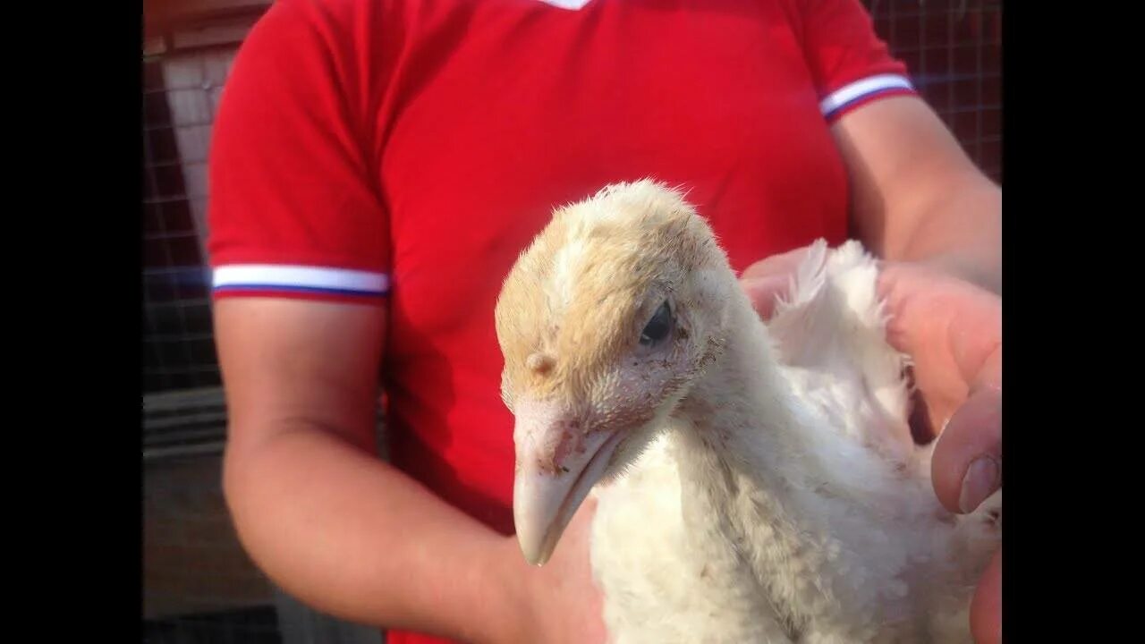 Гистомоноз индюков биг 6. Болезни индеек гистомоноз. Болезни взрослых индюков. Лечить индюка. Лечить индюка.