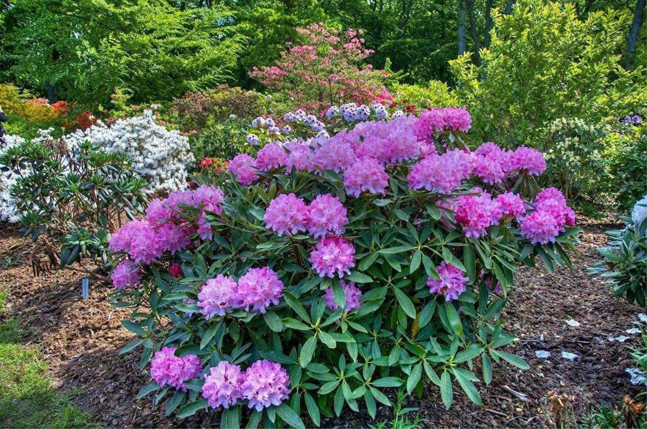 Рододендрон куст. Рододендрон catawbiense grandiflorum. Рододендрон катевбинский грандифлора.