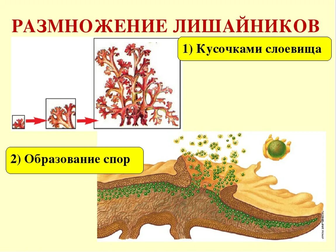 2 лишайники размножаются. Бесполое размножение лишайников. Размножение лишайников 5 класс биология схема. Размножение лишайников 5 класс биология. Размножение лишайников схема.