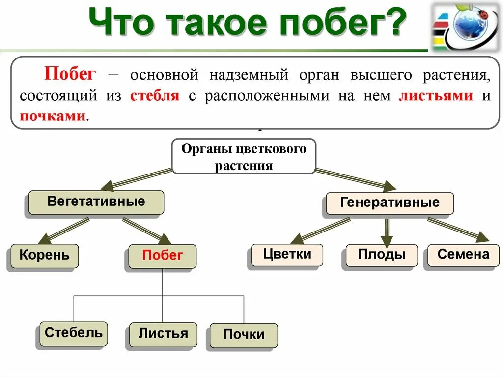 Значить сбежать. Значение побега. Значение побега у растений. Значение побега биология. Значение побега 6 класс.