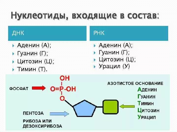 Состав мономеров белка. Строение нуклеотидов ДНК таблица. Нуклеотид Тимин. Нуклеотиды аденин Тимин. Состав нуклеотида ДНК.