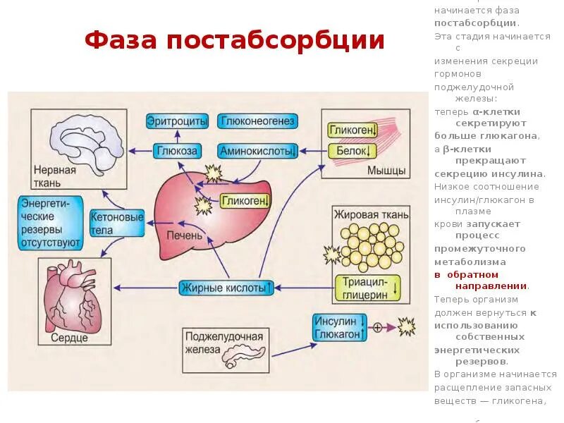 Печень расщепляет белки. Клетки мишени инсулина биохимия. Инсулин и глюкагон биохимия. Схема действия инсулина и глюкагона. Регуляция секреции инсулина и глюкагона.