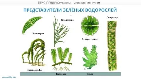 Название зеленых водорослей 7 класс