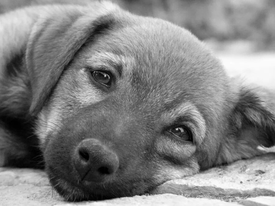 Жалкий щенок. Грустный щенок. Песик грустит. Собака с грустными глазами. Грустный взгляд собаки.