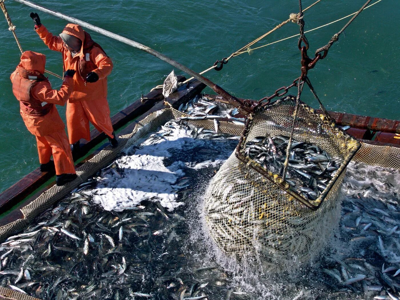 Дальний Восток рыболовный промысел. Минтай Охотского моря. Добыча рыбы. Промышленный лов рыбы. Как ловить рыбу в море