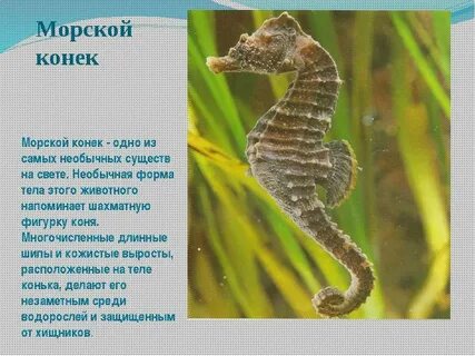 Морские звери узнавание называние краткое описание