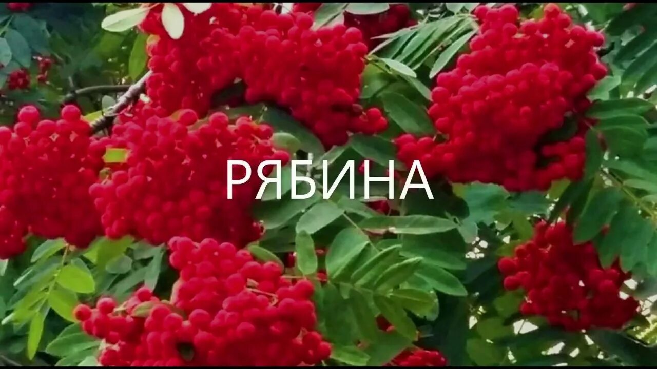 Рябина песня слушать