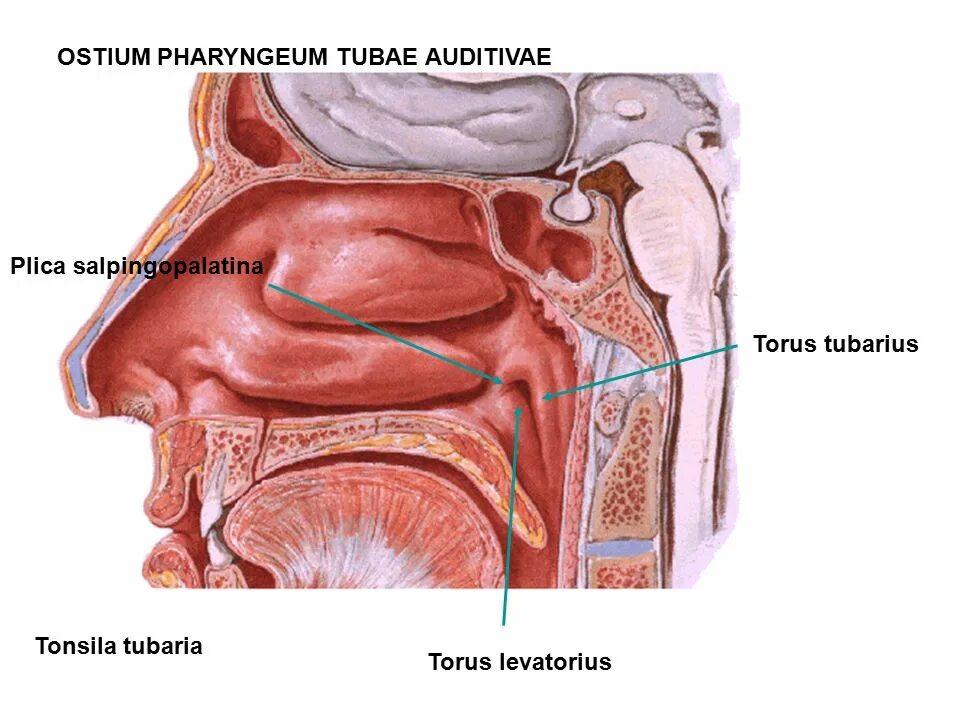 Ostium pharyngeum tubae auditivae анатомия. Ostium pharyngeum tubae auditivae