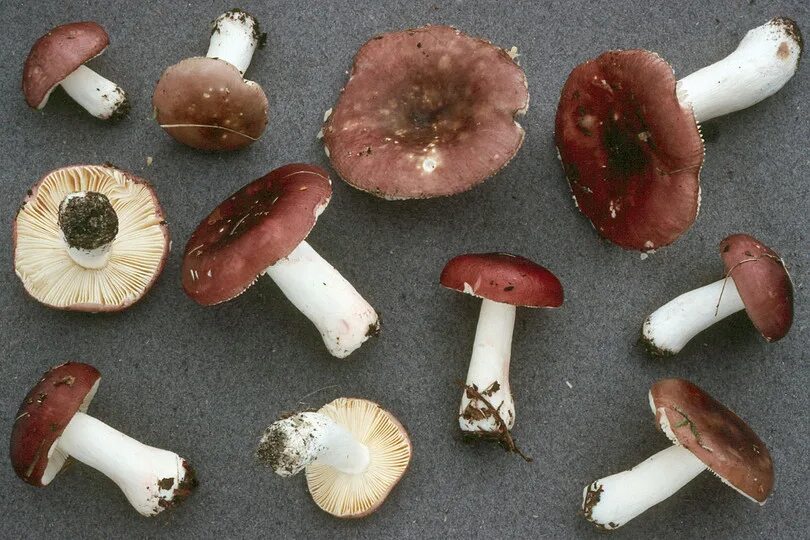 Можно сушить сыроежки. Russula cessans. сыроежка лавровишневая. сыроежки съедобные. сыроежка буреющая.