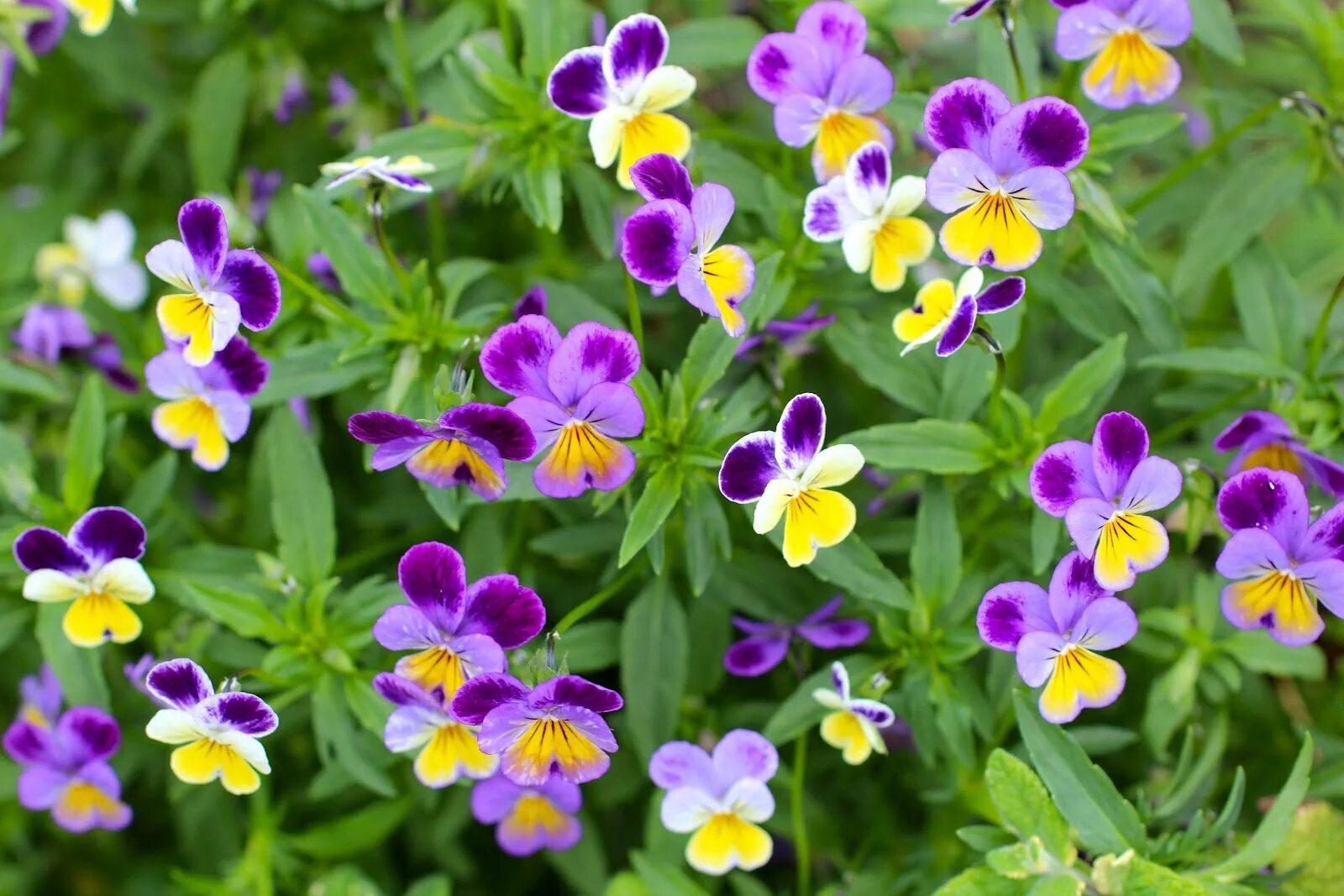 На какое растение похожа фиалка трехцветная. Анютины глазки, Виола трехцветная. Виола фиалка Анютины глазки. Фиалка трехцветная Viola Tricolor. Фиалка трехцветная (Виола Триколор).