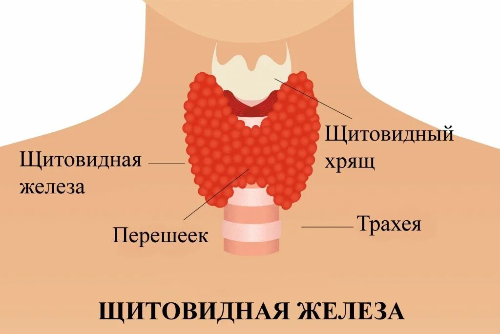 Заболевания щитовидной железы. Форма щитовидной железы. Щитовидная железа норма и патология.