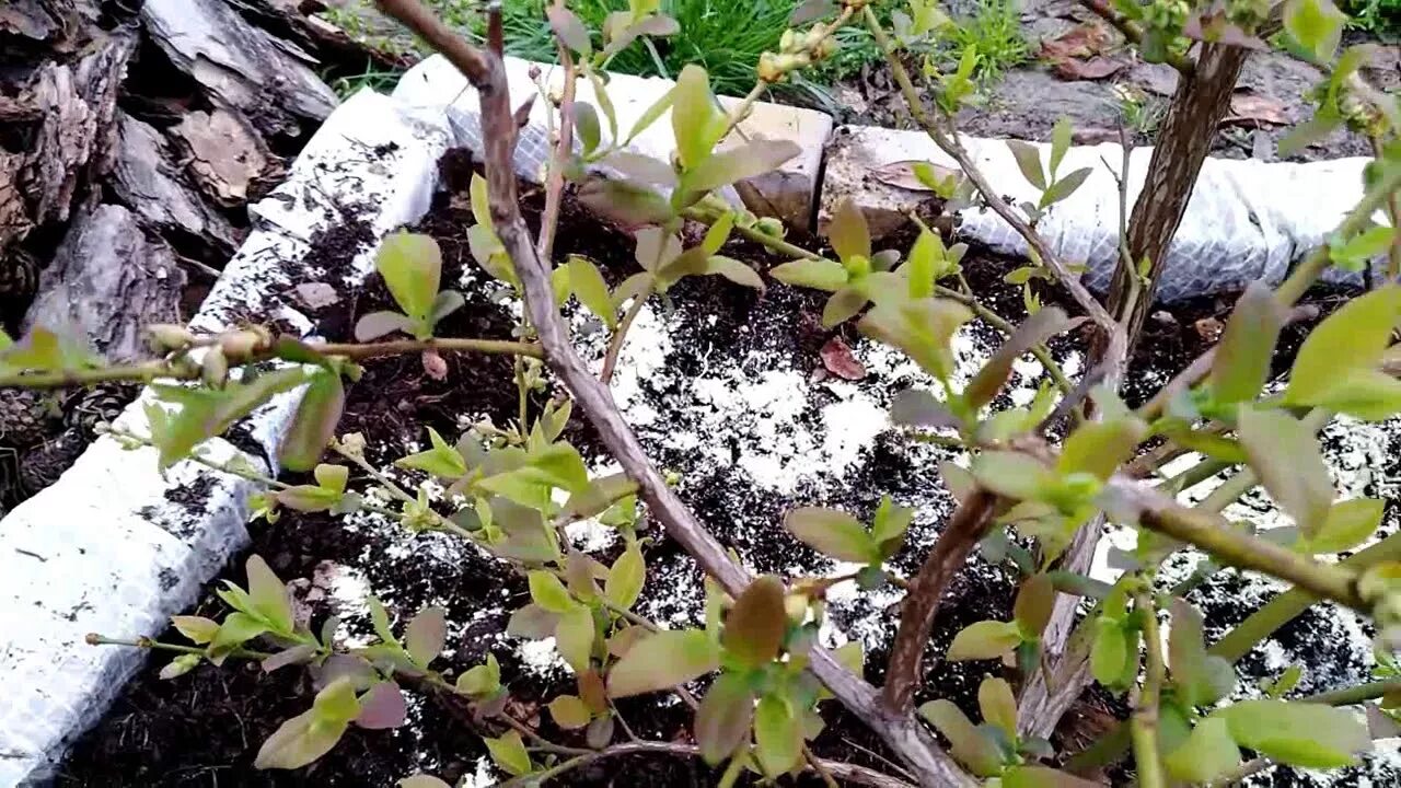 Подкисление голубики. Голубика куст ранней весной. куст голубики засыхает. черника весной. голубика подмерзла.