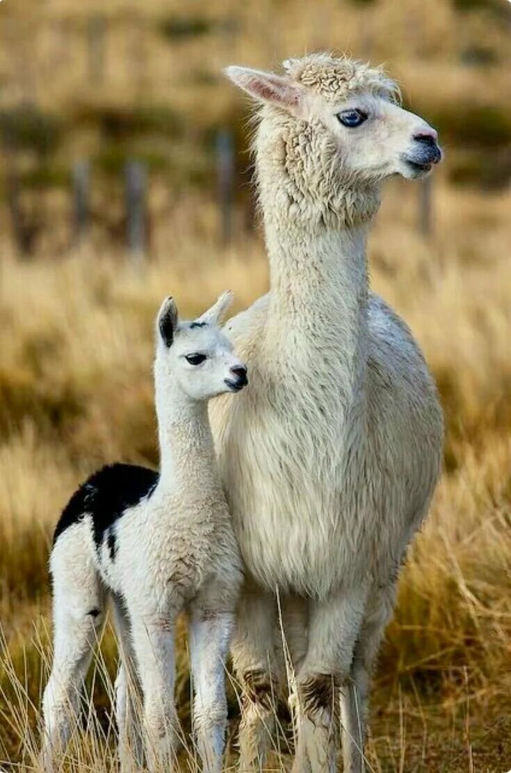 Шерстистая альпака. Маленькая лама альпака. Лама альпака детеныш. Детеныш ламы. Криа альпака.
