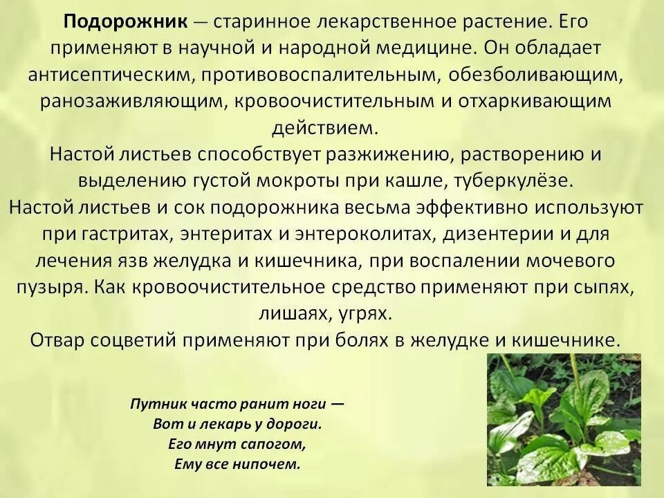 Подорожник как используется человеком. Лекарственные растения. Лекарственные растения в народной медицине. Лечебные растения в медицине. Характеристика лекарственных растений.