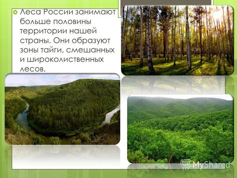 Разнообразие лесов России. Зона лесов России. Заповедники смешанных и широколиственных лесов в России. Разнообразие лесов России 8 класс. Леса половина территории россии