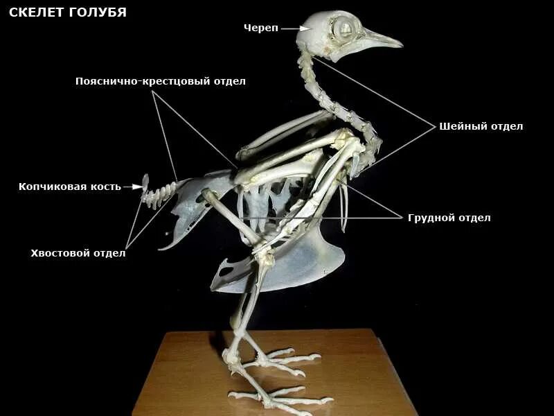 Скелет птиц приспособлен у птиц кости. Строение скелета птицы. Птица киви строение скелета. Строение скелета сизого голубя. Строение скелета птицы голубя.