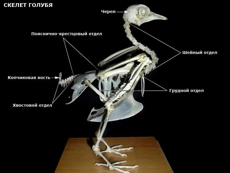 Грудной отдел позвоночника птицы